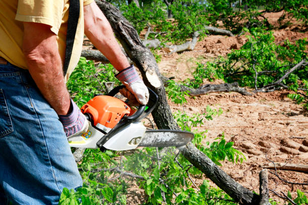 Best Tree Trimming and Pruning  in Poquonock Bridge, CT